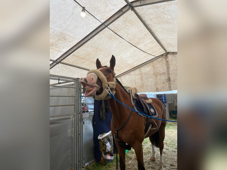 Hannoveraan Ruin 10 Jaar Bruin in Tainach