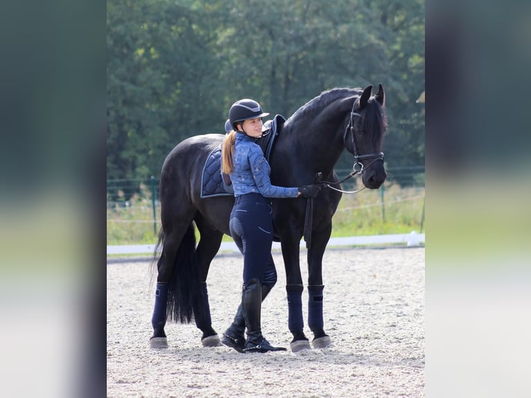 Hannoveraan Ruin 10 Jaar Zwart in Leinfelden-Echterdingen