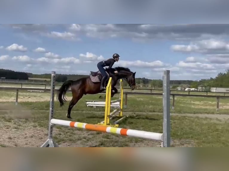 Hannoveraan Ruin 11 Jaar 162 cm Bruin in Colbitz