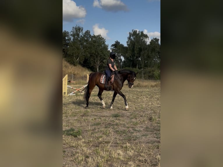 Hannoveraan Ruin 11 Jaar 162 cm Bruin in Colbitz