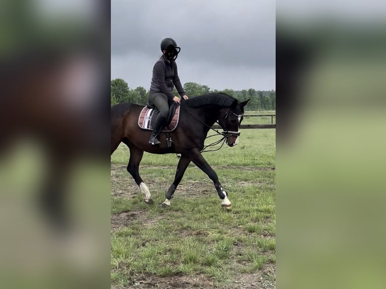 Hannoveraan Ruin 11 Jaar 162 cm Bruin in Colbitz
