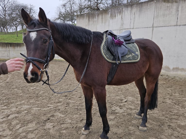 Hannoveraan Ruin 11 Jaar 164 cm Bruin in Klettgau