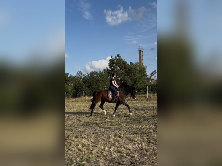 Hannoveraan Ruin 11 Jaar 164 cm Donkerbruin in Colbitz