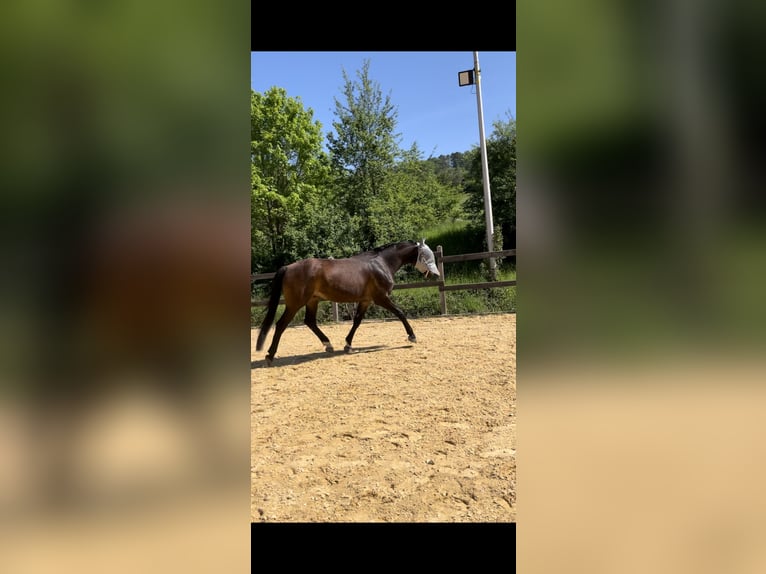 Hannoveraan Ruin 11 Jaar 165 cm Bruin in Sachsenheim