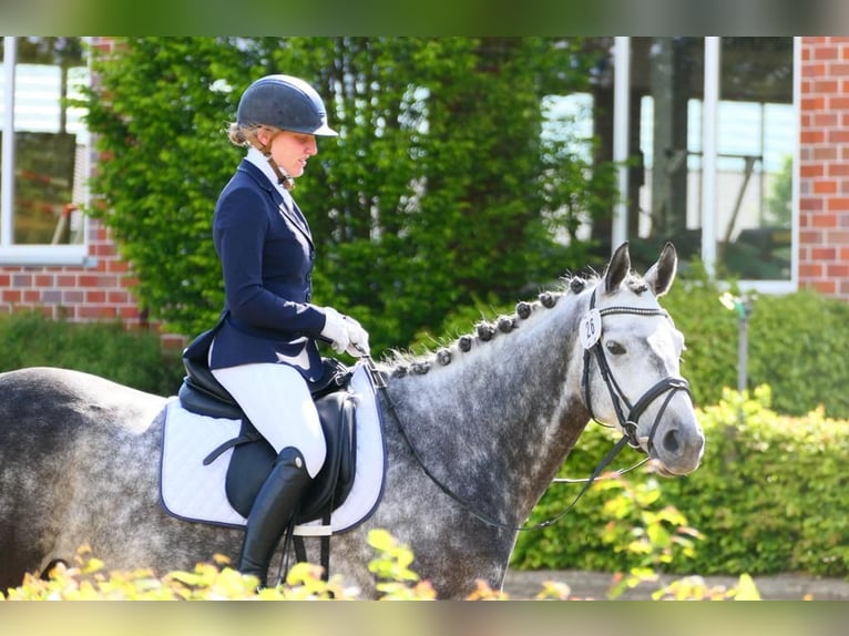 Hannoveraan Ruin 11 Jaar 165 cm Schimmel in Kamen
