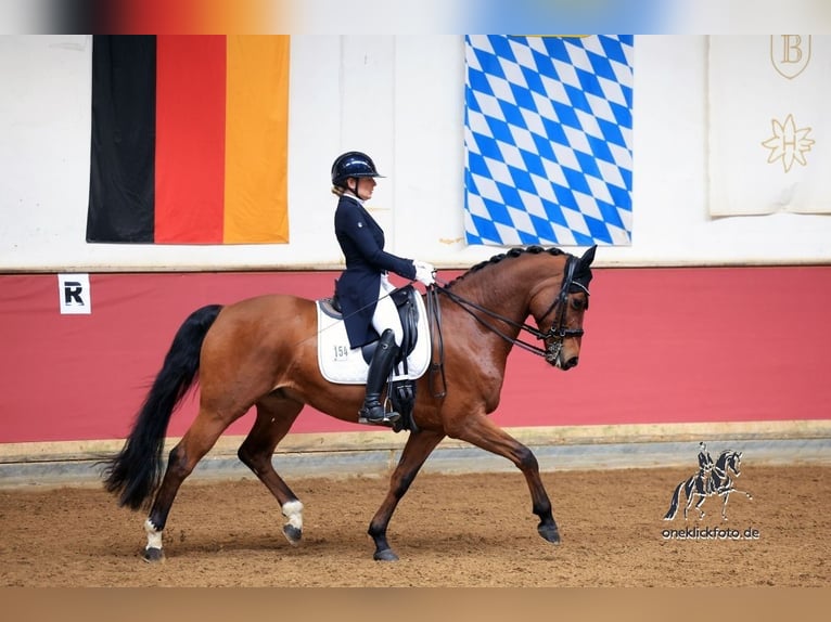 Hannoveraan Ruin 11 Jaar 166 cm Bruin in München