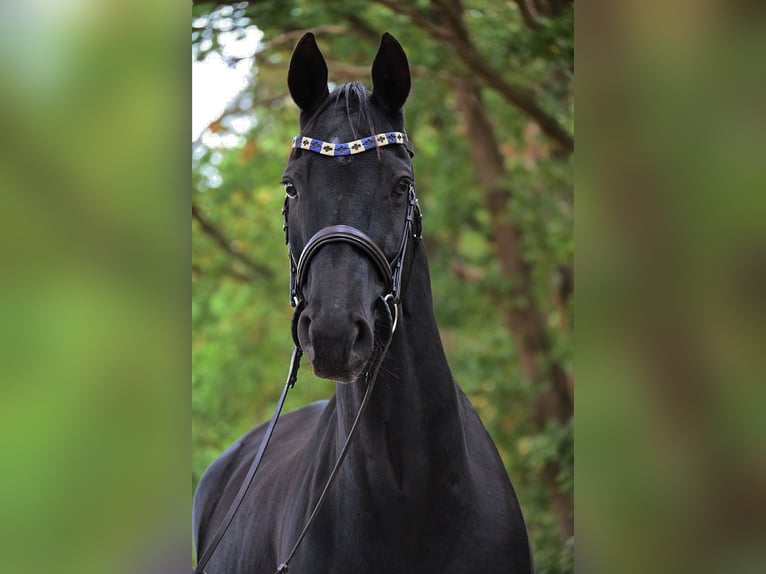 Hannoveraan Ruin 11 Jaar 167 cm Zwart in Osloß