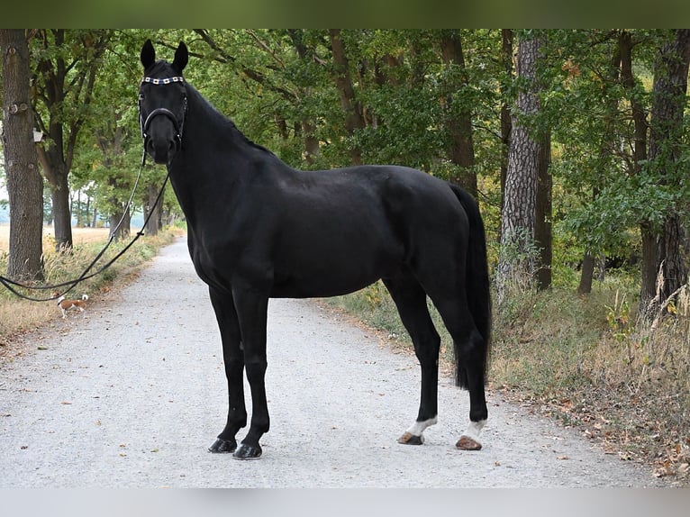 Hannoveraan Ruin 11 Jaar 167 cm Zwart in Osloß