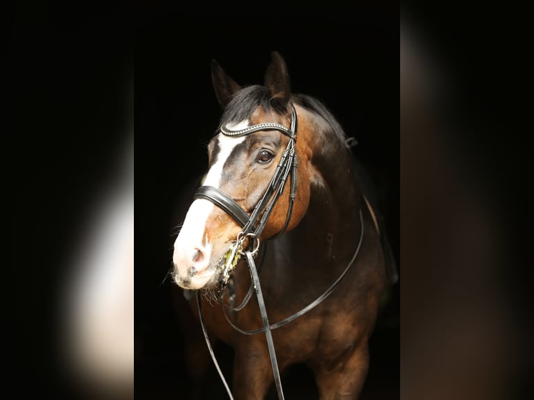 Hannoveraan Ruin 11 Jaar 168 cm Bruin in Landesbergen