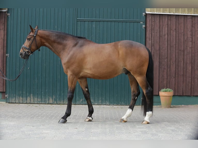 Hannoveraan Ruin 11 Jaar 168 cm Bruin in Hungen