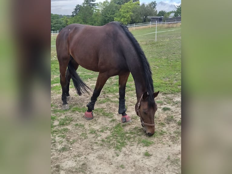 Hannoveraan Ruin 11 Jaar 168 cm Bruin in Braunschweig