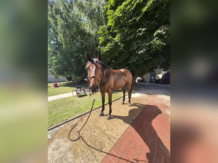 Hannoveraan Ruin 11 Jaar 168 cm Bruin in Braunschweig