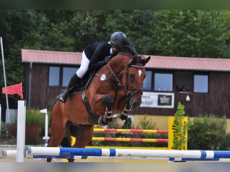 Hannoveraan Ruin 11 Jaar 168 cm Bruin in Friesoythe