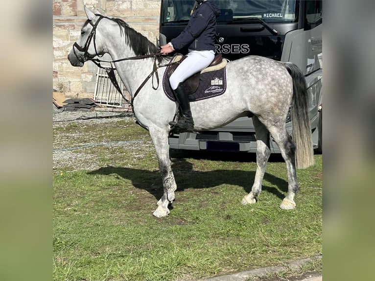 Hannoveraan Ruin 11 Jaar 168 cm Schimmel in Dingelstädt