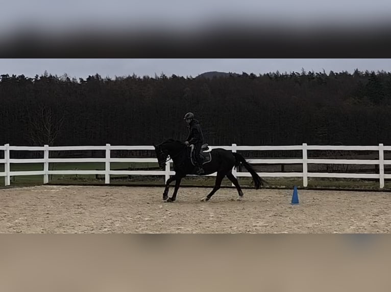 Hannoveraan Ruin 11 Jaar 168 cm Zwartbruin in Bamberg