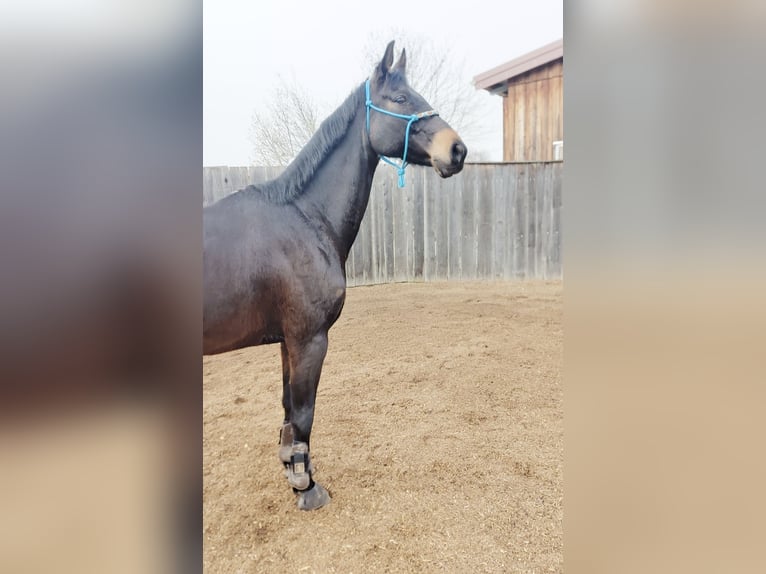 Hannoveraan Ruin 11 Jaar 168 cm Zwartbruin in Bamberg