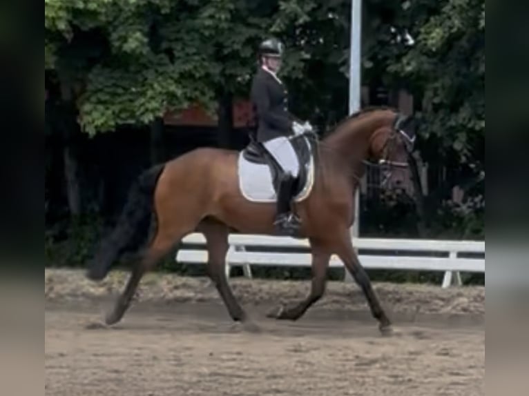 Hannoveraan Ruin 11 Jaar 170 cm Bruin in Emkendorf