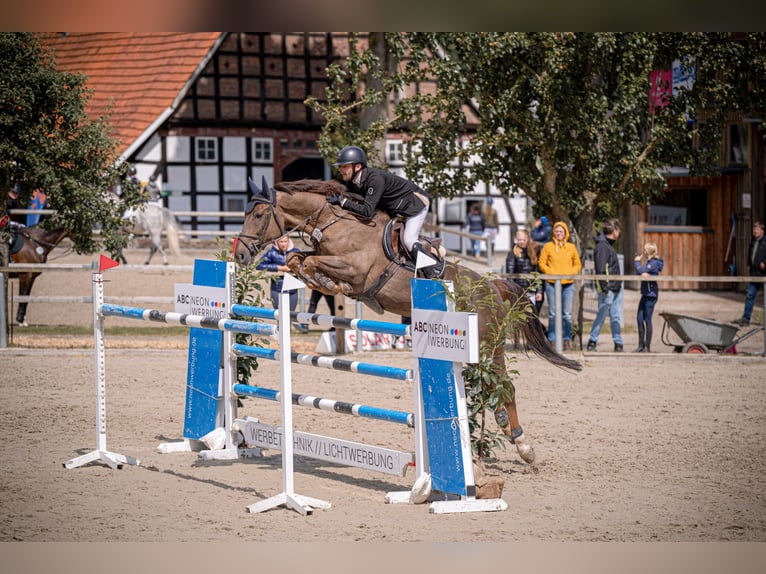 Hannoveraan Ruin 11 Jaar 170 cm Donkere-vos in Lohne (Oldenburg)