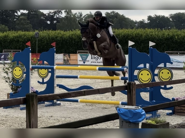 Hannoveraan Ruin 11 Jaar 170 cm Donkere-vos in Lohne (Oldenburg)