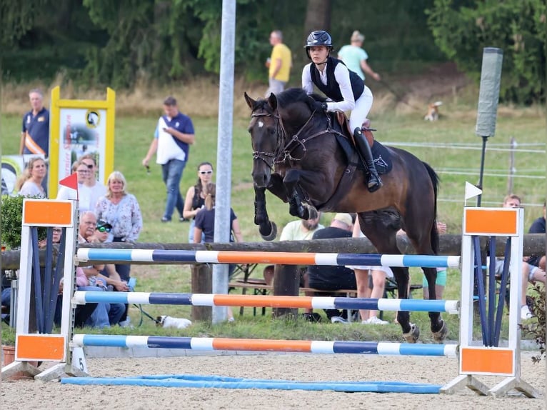 Hannoveraan Ruin 11 Jaar 170 cm  in Neu Wulmstorf