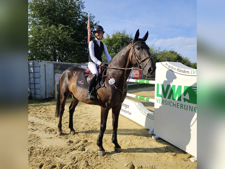 Hannoveraan Ruin 11 Jaar 170 cm  in Neu Wulmstorf
