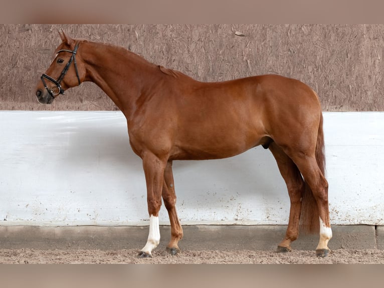 Hannoveraan Ruin 11 Jaar 170 cm Vos in Hawangen