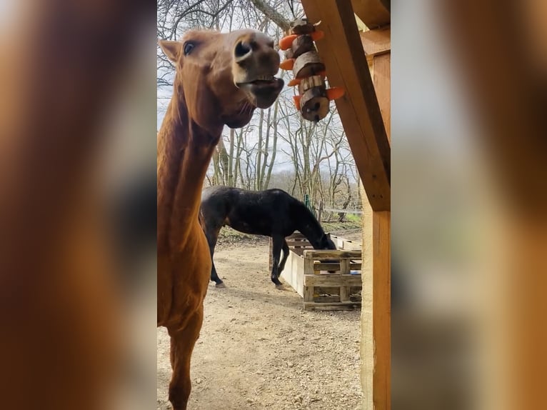 Hannoveraan Ruin 11 Jaar 170 cm Vos in Belgern