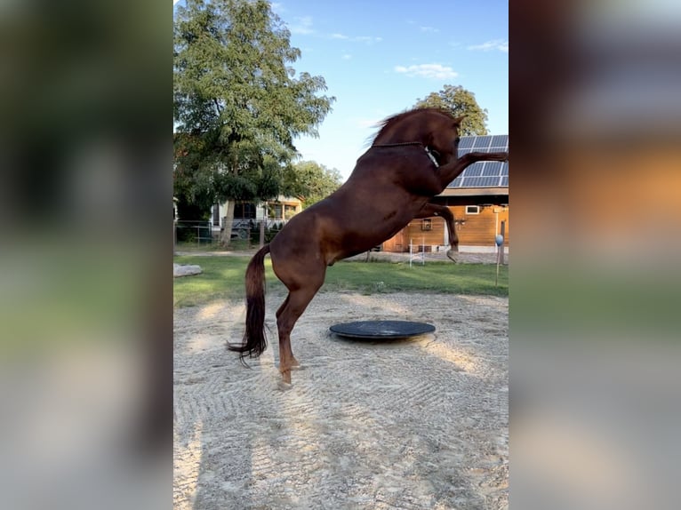 Hannoveraan Ruin 11 Jaar 170 cm Vos in Belgern