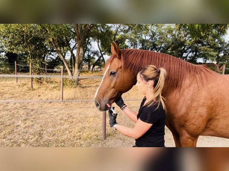 Hannoveraan Ruin 11 Jaar 170 cm Vos in Belgern