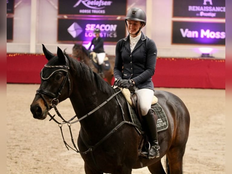 Hannoveraan Ruin 11 Jaar 170 cm Zwartbruin in Tönisvorst