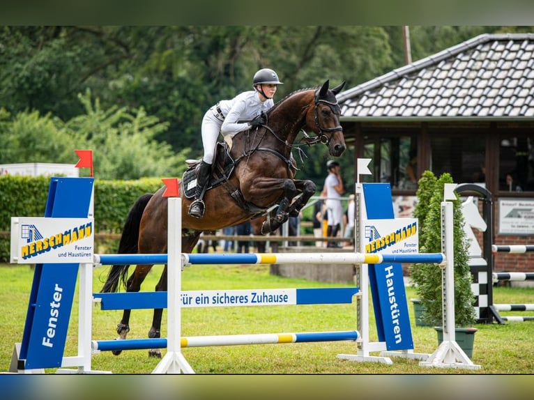 Hannoveraan Ruin 11 Jaar 170 cm Zwartbruin in Tönisvorst