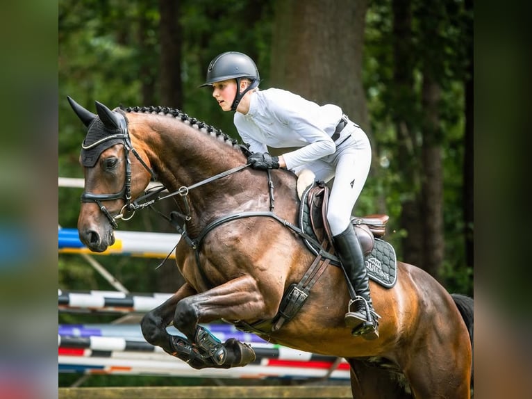 Hannoveraan Ruin 11 Jaar 170 cm Zwartbruin in Tönisvorst