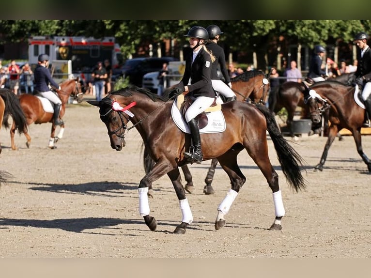 Hannoveraan Ruin 11 Jaar 170 cm Zwartbruin in Tönisvorst