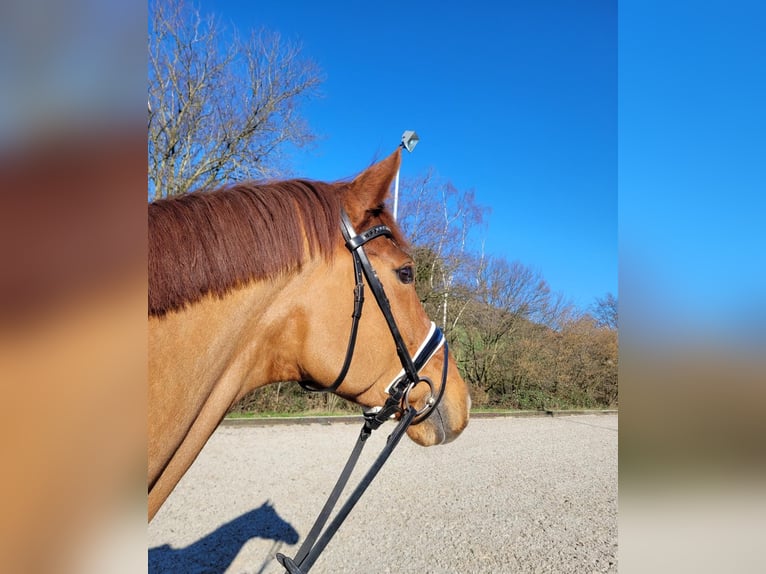 Hannoveraan Ruin 11 Jaar 171 cm Vos in Hattingen