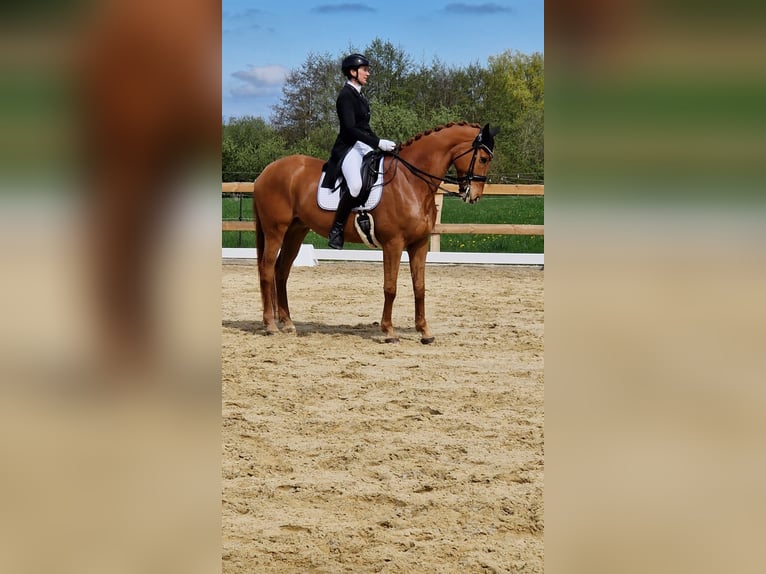 Hannoveraan Ruin 11 Jaar 171 cm Vos in L&#xFC;beck