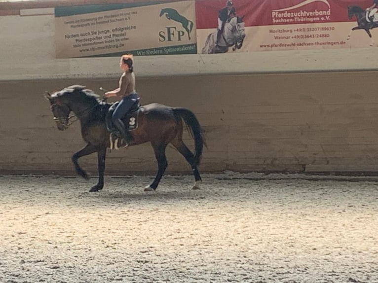 Hannoveraan Ruin 11 Jaar 172 cm Bruin in Nünchritz