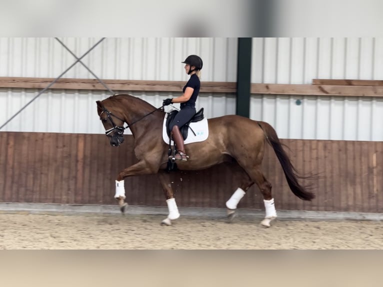 Hannoveraan Ruin 11 Jaar 172 cm Vos in Westerstede