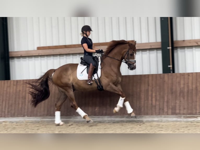 Hannoveraan Ruin 11 Jaar 172 cm Vos in Westerstede