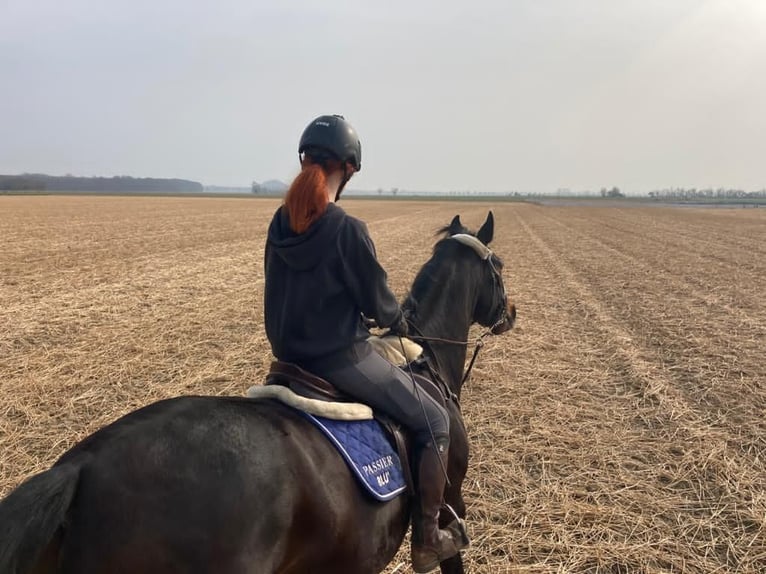 Hannoveraan Ruin 11 Jaar 173 cm Donkerbruin in Vechelde