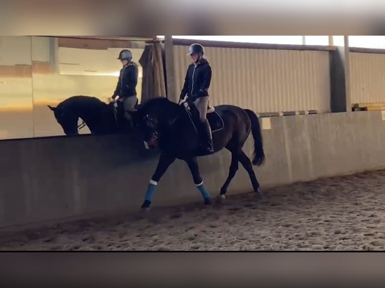 Hannoveraan Ruin 11 Jaar 173 cm Donkerbruin in Vechelde
