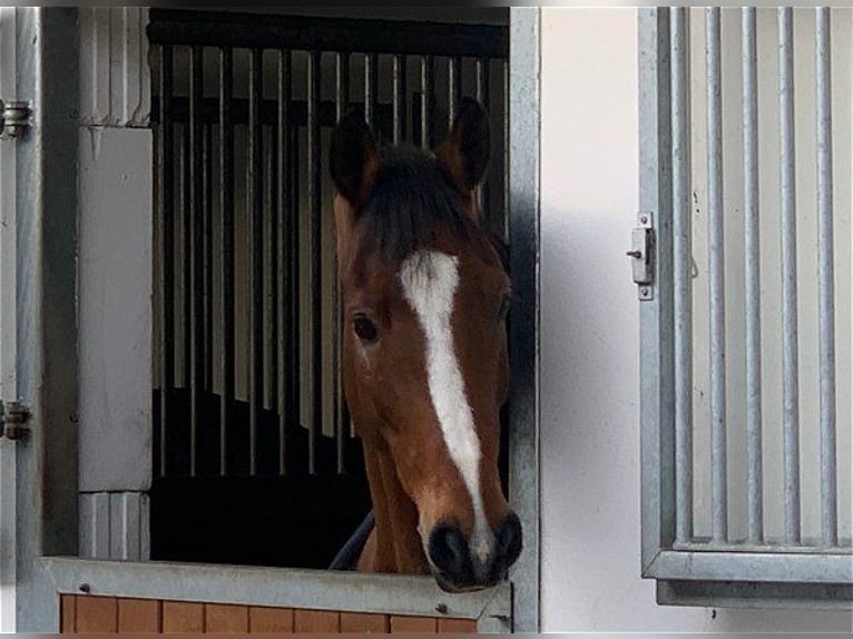 Hannoveraan Ruin 11 Jaar 174 cm Bruin in Verden (Aller)