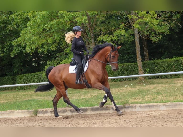 Hannoveraan Ruin 11 Jaar 174 cm Bruin in Überherrn