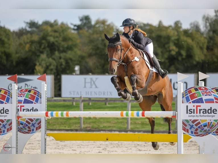 Hannoveraan Ruin 11 Jaar 174 cm Bruin in Überherrn