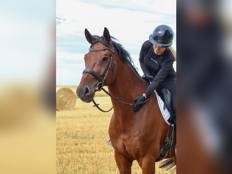 Hannoveraan Ruin 11 Jaar 174 cm Bruin in Überherrn