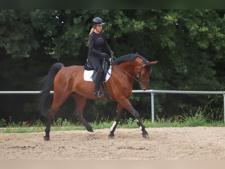 Hannoveraan Ruin 11 Jaar 174 cm Bruin in Überherrn