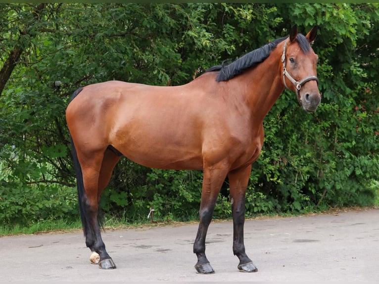 Hannoveraan Ruin 11 Jaar 174 cm Bruin in Überherrn