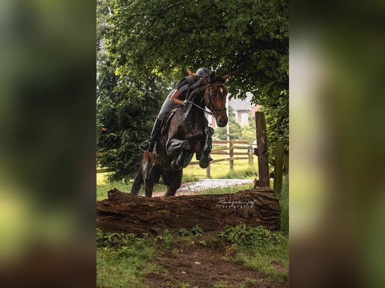 Hannoveraan Ruin 11 Jaar 175 cm Bruin in Nottuln