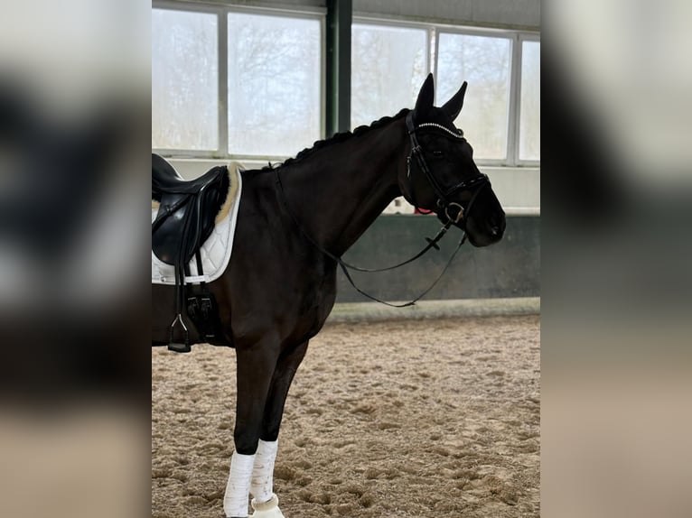 Hannoveraan Ruin 11 Jaar 175 cm Zwart in Rankweil