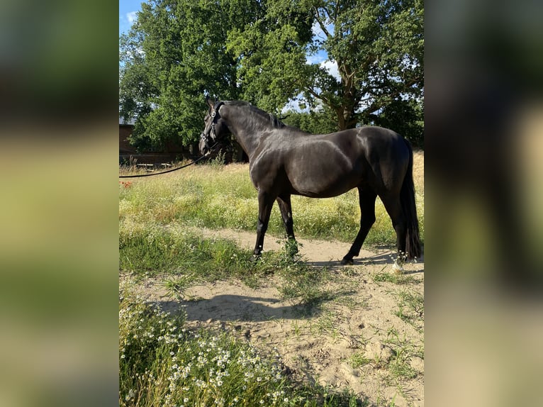 Hannoveraan Ruin 11 Jaar 175 cm Zwart in Kisserow