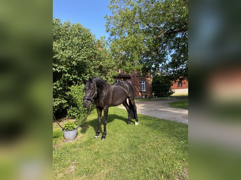 Hannoveraan Ruin 11 Jaar 175 cm Zwart in Kisserow